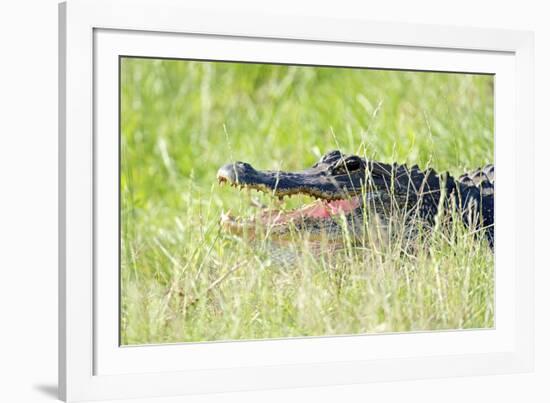 American Alligator-Gary Carter-Framed Photographic Print