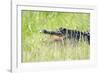 American Alligator-Gary Carter-Framed Photographic Print