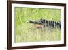 American Alligator-Gary Carter-Framed Photographic Print