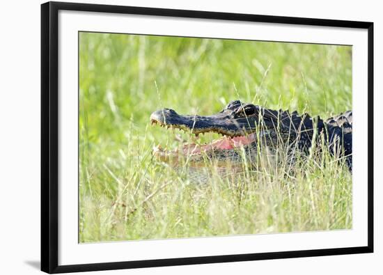 American Alligator-Gary Carter-Framed Photographic Print