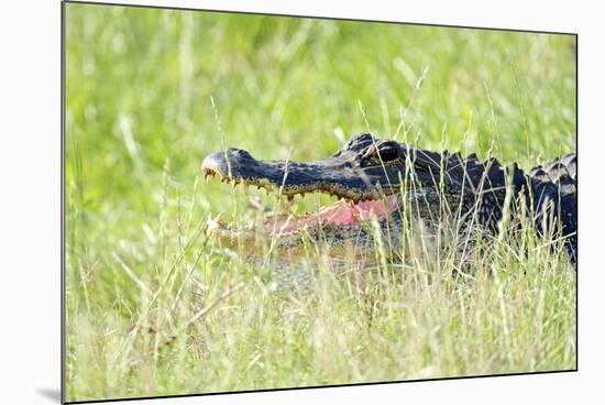 American Alligator-Gary Carter-Mounted Photographic Print
