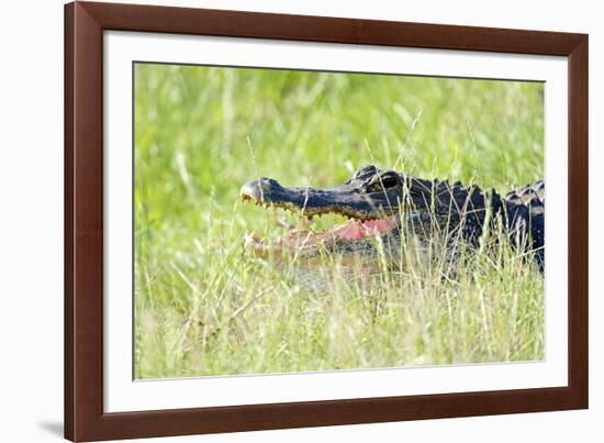 American Alligator-Gary Carter-Framed Photographic Print