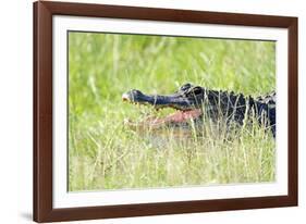 American Alligator-Gary Carter-Framed Photographic Print