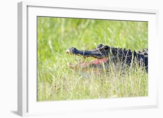 American Alligator-Gary Carter-Framed Photographic Print