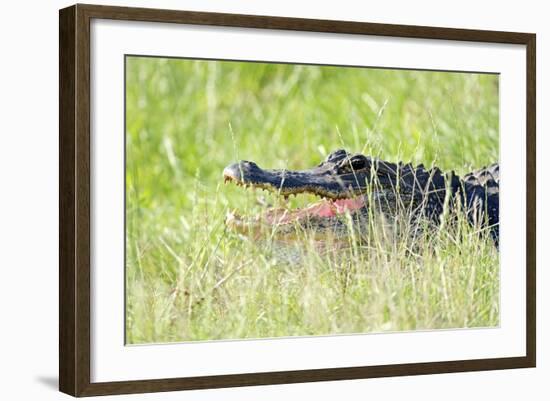 American Alligator-Gary Carter-Framed Photographic Print