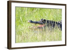 American Alligator-Gary Carter-Framed Photographic Print