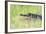 American Alligator-Gary Carter-Framed Photographic Print