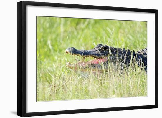 American Alligator-Gary Carter-Framed Photographic Print