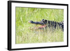 American Alligator-Gary Carter-Framed Photographic Print