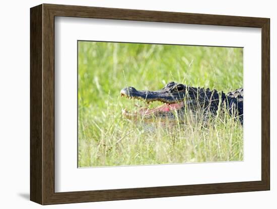 American Alligator-Gary Carter-Framed Photographic Print