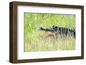 American Alligator-Gary Carter-Framed Photographic Print