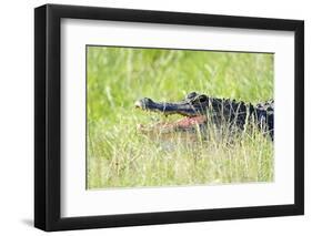 American Alligator-Gary Carter-Framed Photographic Print