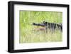 American Alligator-Gary Carter-Framed Photographic Print