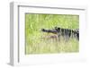 American Alligator-Gary Carter-Framed Photographic Print