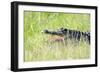 American Alligator-Gary Carter-Framed Photographic Print