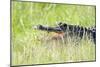 American Alligator-Gary Carter-Mounted Photographic Print