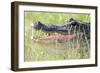 American Alligator-Gary Carter-Framed Photographic Print