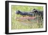 American Alligator-Gary Carter-Framed Photographic Print