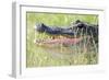 American Alligator-Gary Carter-Framed Photographic Print