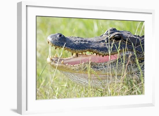 American Alligator-Gary Carter-Framed Photographic Print