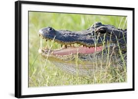 American Alligator-Gary Carter-Framed Photographic Print