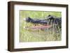 American Alligator-Gary Carter-Framed Photographic Print