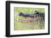 American Alligator-Gary Carter-Framed Photographic Print