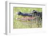 American Alligator-Gary Carter-Framed Photographic Print