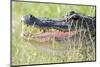 American Alligator-Gary Carter-Mounted Photographic Print