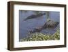 American Alligator-Lynn M^ Stone-Framed Photographic Print