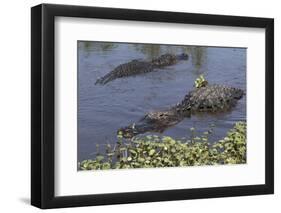 American Alligator-Lynn M^ Stone-Framed Photographic Print