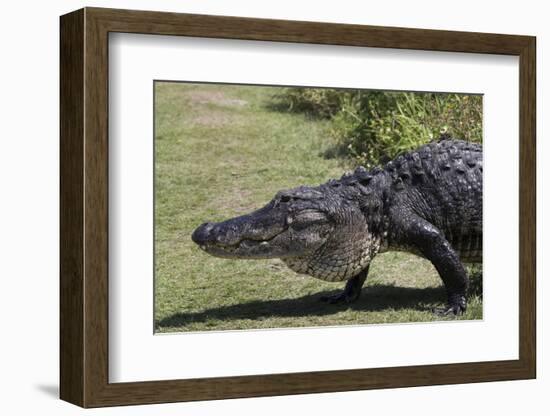 American Alligator-Lynn M^ Stone-Framed Photographic Print