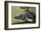 American Alligator-Lynn M^ Stone-Framed Photographic Print