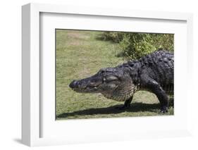 American Alligator-Lynn M^ Stone-Framed Photographic Print