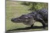 American Alligator-Lynn M^ Stone-Mounted Photographic Print