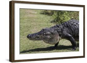 American Alligator-Lynn M^ Stone-Framed Photographic Print