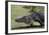 American Alligator-Lynn M^ Stone-Framed Photographic Print