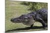 American Alligator-Lynn M^ Stone-Mounted Photographic Print