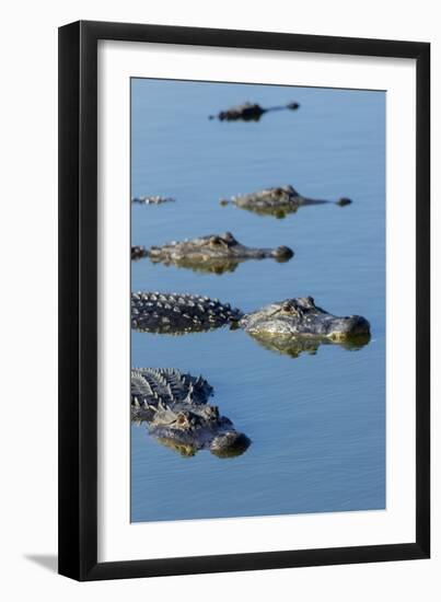 American Alligators at Deep Hole in the Myakka River, Florida-Maresa Pryor-Framed Premium Photographic Print