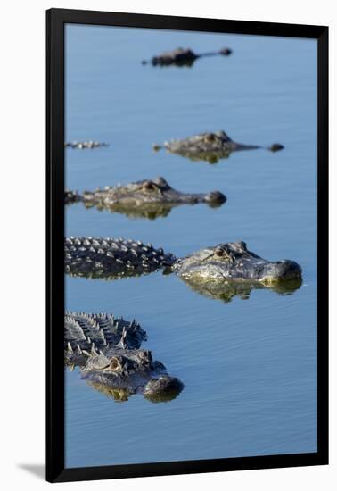 American Alligators at Deep Hole in the Myakka River, Florida-Maresa Pryor-Framed Photographic Print