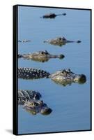 American Alligators at Deep Hole in the Myakka River, Florida-Maresa Pryor-Framed Stretched Canvas