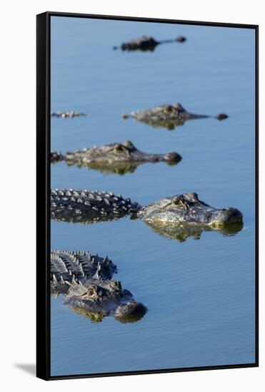 American Alligators at Deep Hole in the Myakka River, Florida-Maresa Pryor-Framed Stretched Canvas