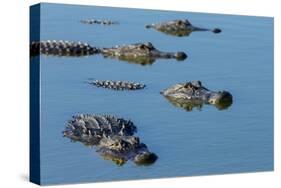 American Alligators at Deep Hole in the Myakka River, Florida-Maresa Pryor-Stretched Canvas