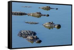 American Alligators at Deep Hole in the Myakka River, Florida-Maresa Pryor-Framed Stretched Canvas