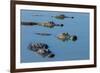 American Alligators at Deep Hole in the Myakka River, Florida-Maresa Pryor-Framed Photographic Print