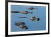 American Alligators at Deep Hole in the Myakka River, Florida-Maresa Pryor-Framed Photographic Print