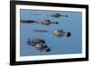 American Alligators at Deep Hole in the Myakka River, Florida-Maresa Pryor-Framed Photographic Print