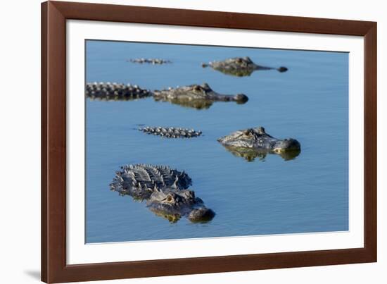 American Alligators at Deep Hole in the Myakka River, Florida-Maresa Pryor-Framed Photographic Print