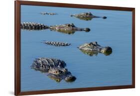 American Alligators at Deep Hole in the Myakka River, Florida-Maresa Pryor-Framed Photographic Print