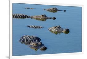 American Alligators at Deep Hole in the Myakka River, Florida-Maresa Pryor-Framed Premium Photographic Print